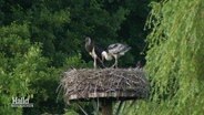 Zwei Störche sitzen in einem Nest. © Screenshot 