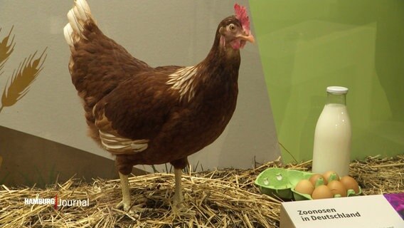 Eine ausgestopfte Henne in einer Vitrine, dabei steht auch ein präparierter Karton mit Eiern sowie eine Glasflasche mit Milch - in der unteren rechten Ecke sieht man ein Schild mit der Aufschrift: "Zoonosen in Deutschland". © Screenshot 
