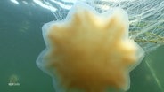 Feuerqualle im Wasser (Archivbild) © Screenshot 