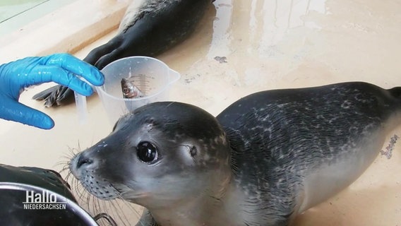 Ein Seehundbaby wird in einer Auffangstation aufgepäppelt. © Screenshot 