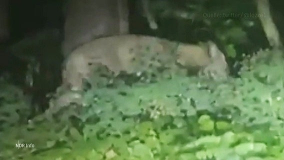 Eine verschwommene Privataufnahme der Löwin in Berlin. © Screenshot 