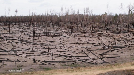 Ein Teil des abgebrannten Waldes in Lübtheen. © Screenshot 