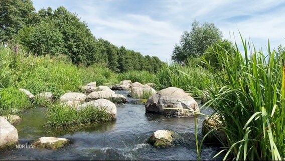 Ein renaturierter Wasserlauf mit vielen Grünpflanzen und Steinen. © Screenshot 