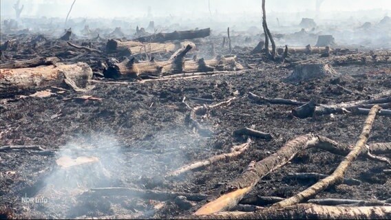 Nach dem Brand: Verkohlte Baumstümpfe, Holz und mooriger Boden, Rauchschwaden liegen noch in der Luft. © Screenshot 