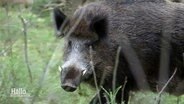 Ein Wildschwein-Eber. © Screenshot 