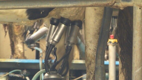 In einem Stall wird eine Kuh mit einer Maschine gemolken. © Screenshot 