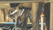 In einem Stall wird eine Kuh mit einer Maschine gemolken. © Screenshot 