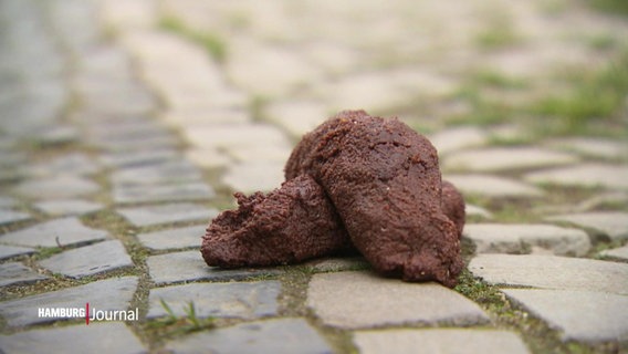 Nahaufnahme eines Hundekothaufens auf einem Pflasterstei-Gehweg © Screenshot 