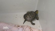 Eine Sumpfschildkröte in einer Schachtel. © Screenshot 