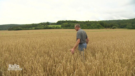 Landwirt Torsten Probst in einem Getreidefeld. © Screenshot 