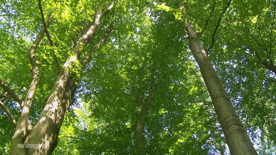 Blick an Baumstämmen hoch bis hinauf in ein grünes Blätterdach. © Screenshot 