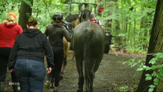 Ein Pferd wird nach Hause geführt, nachdem es aus einem Schlamm-Loch gerettet wurde. © Screenshot 