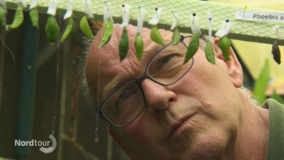 Dieter Maaßen schaut kritisch auf aufgereihte, verpuppte Schmetterlingslarven. © Screenshot 