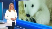 Juliane Möcklinghoff moderiert NDR Info. © Screenshot 