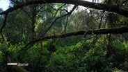 Eine Waldlandschaft. © Screenshot 