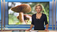Christina von Saß moderiert Hallo Niedersachsen. © Screenshot 