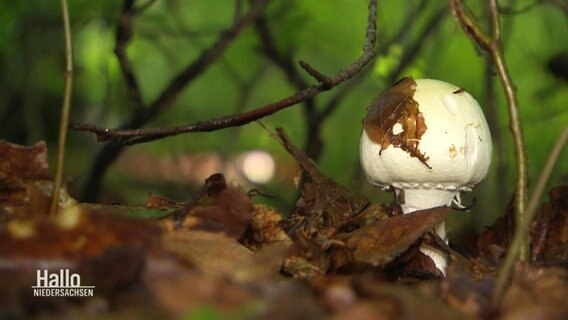 Ein rundlicher, weißer Pilz steht in einem Laubwald. © Screenshot 