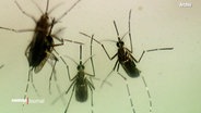 Archiv: Mücken unter dem Mikroskop © Screenshot 