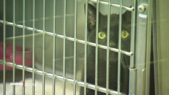 Eine schwarze Katze hinter den Gitterstäben eines Käfigs. © Screenshot 