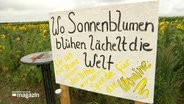 Ein Schild steht vor einem Feld voller Sonnenblumen. © Screenshot 