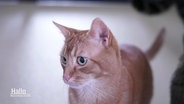 Eine Katze. © Screenshot 
