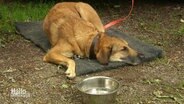 Ein liegender Hund. © Screenshot 