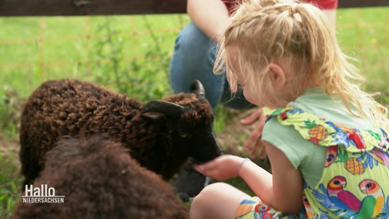 Ein kleines Mädchen füttert ein Lamm. © Screenshot 