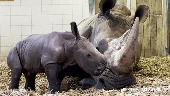 Dziecko nosorożca białego z matką z zoo w Schwerinie.  ©Zrzut ekranu 