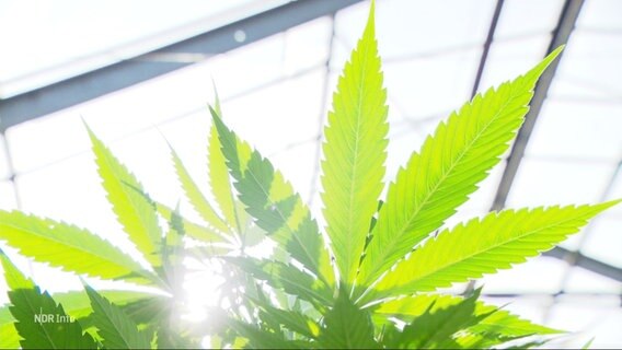 Blätter einer Cannabis-Pflanze. © Screenshot 