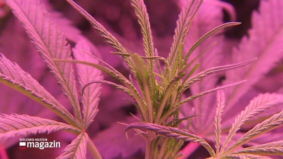 Cannabis-Pflanzen in einem Gewächshaus. © Screenshot 