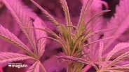 Cannabis-Pflanzen in einem Gewächshaus. © Screenshot 