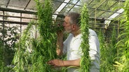 Ein Mann riecht an einer Cannabis-Pflanze. © Screenshot 