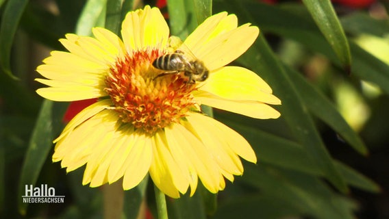 Eine Biene auf einer gelben Blume. © Screenshot 