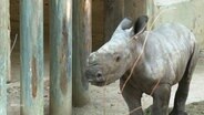 Ein junges Nashorn-Kälbchen. © Screenshot 