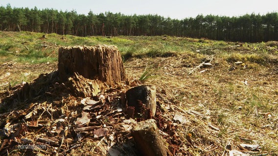 Blick auf das ehemalige Waldstück und Baumstümpfe. © Screenshot 