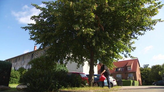 Eine Frau gießt einen Baum mit einer Gießkanne in Boizenburg. © Screenshot 