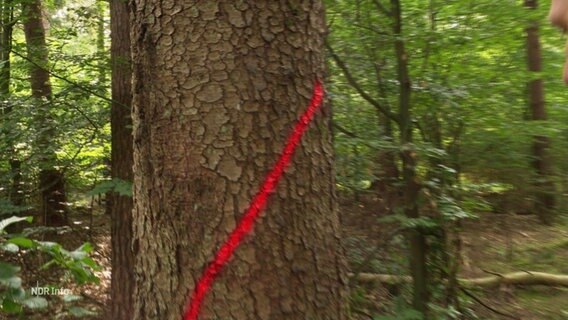 Ein mit roter Farbe markierter Baum. © Screenshot 