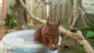 Ein Eichhörnchen schaut aus einem Eimer und knabbert eine Nuss. © Screenshot 