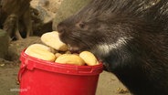 Ein Stachelschwein frisst aus einem roten Eimer Brötchen. © Screenshot 