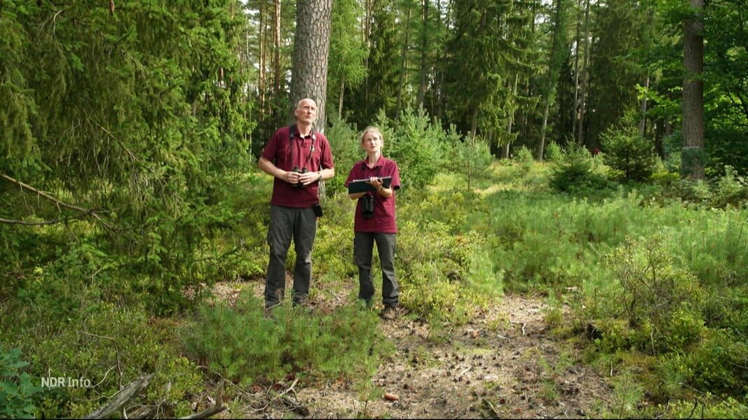 Zwei Menschen stehen mit Klemmbrettern und Fernglas in einem Waldstück.
