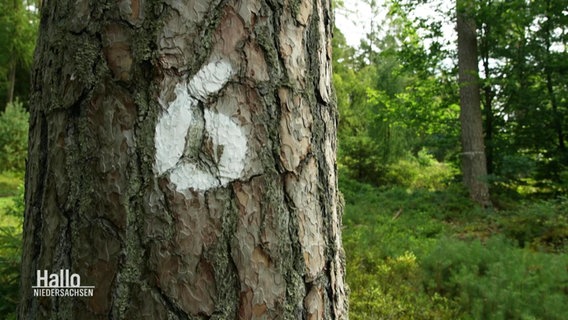 Eine 6 wurde an einem Baum markiert. © Screenshot 