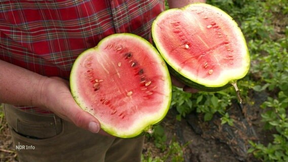 Eine Person hält eine geteilte Wassermelone in den Händen. © Screenshot 