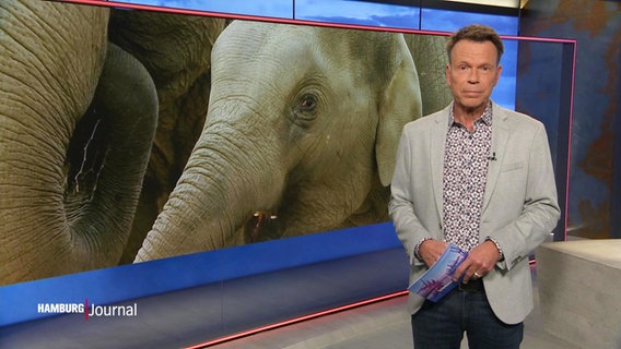 Ulf Ansorge moderiert das Hamburg Journal. © Screenshot 