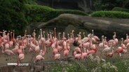 Flamingos in ihrem Gehege im Tierpark Hagenbeck. © Screenshot 
