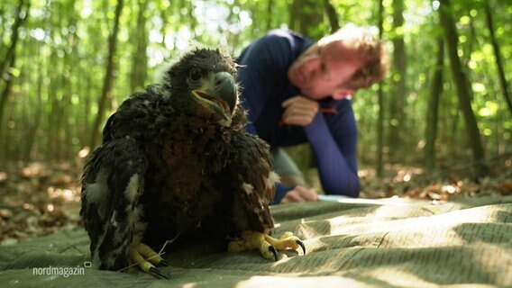 Ein junger Seeadler auf einer Decke, im Hintergrund sitzt Thilo Tautz. © Screenshot 