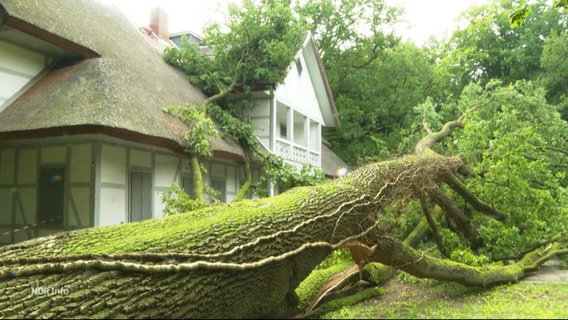 Eine umgestürzte Eiche liegt teilweise auf einem alten Haus. © Screenshot 