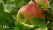 Ein Apfel in Nahaufnahme © Screenshot 