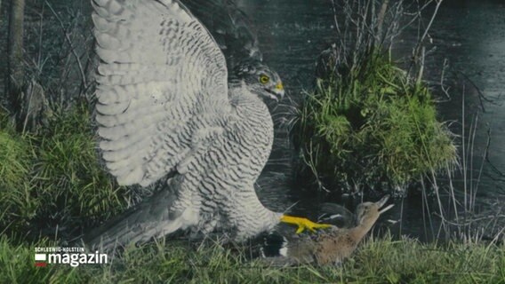Eine Aufnahme von einem Habicht, der eine Ente reißt - beides sind aber ausgestopfte Tiere © Screenshot 
