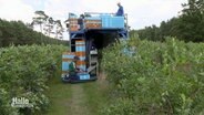 Eine Erntemaschine bewegt sich über das Heidelbeer feld. Aufgebaut wie ein Turm, finden dort Menschen, aber auch Kisten Platz. In der Mitte der Maschine ist eine Öffnung für die Sträucher, die im inneren der Maschine abgeerntet werden. © Screenshot 