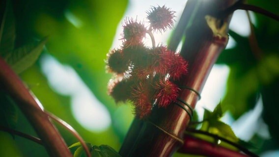 Früchte an einem Baum. © Screenshot 